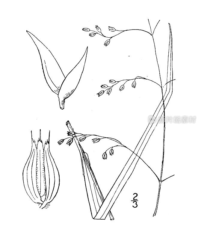 古董植物学植物插图:Savastana Nashii，点头香草草